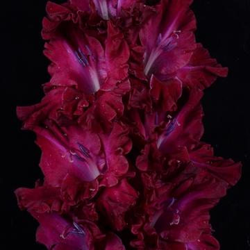 Гладиолус крупноцветковый Милорад Павич