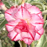 Адениум вариегатный WONDERFUL PINK