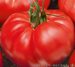 Елинора F1 семена томата индетерминантного (Nunhems / Нюнемс)