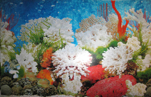 Фон пленка [BWC20] 50см Морской,  Белые кораллы (за м.)