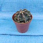 Gymnocalycium Friedrichii (Гимнокалициум)