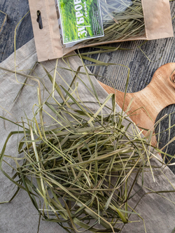 Зубровка трава