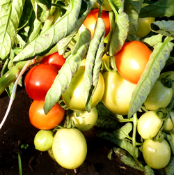 Помидоры — Урожайные Гусева