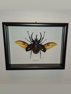 Жук Chalcosoma chiron 116 мм в рамке