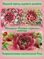Молодило Розовая страсть каменная роза многолетник