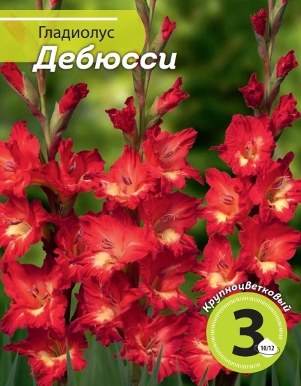 Луковица Гладиолус Дебюсси 3шт