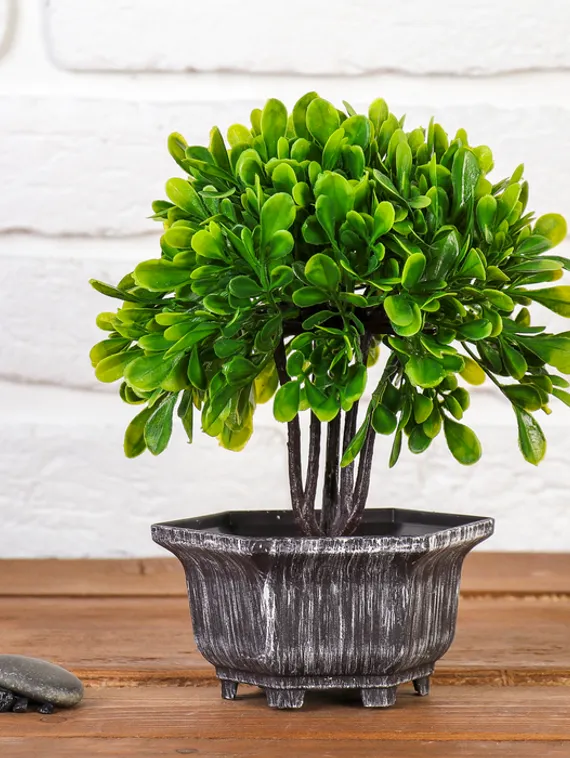 Бонсай в горшке "Листья фикуса" 11х21 см