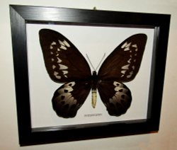 Бабочка Ornithoptera goliath самка в рамке