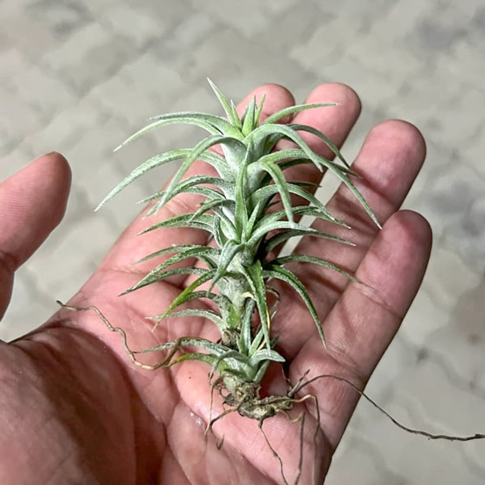 Тилландсия vanhyningii