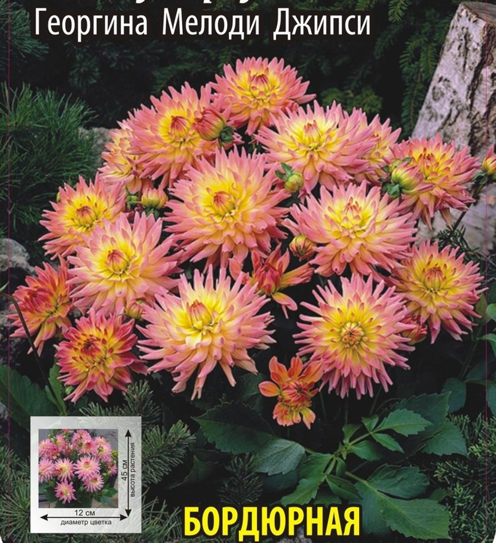 Георгина Мелоди Джипси