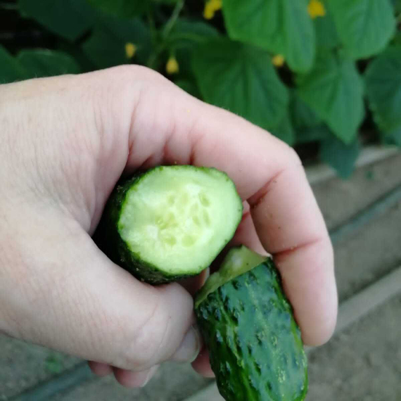 Монисия F1 семена огурца партенокарпического (Seminis / Семинис) продукт – фото 5