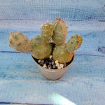 Tephrocactus Articulatus (Тефрокактус)