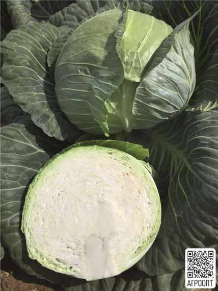 Репорт F1 семена капусты белокочанной (Bejo / Бейо) продукт – фото 2