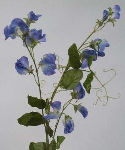 Душистый горошек лавандовый