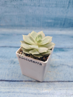 Echeveria Lola (Эхеверия)