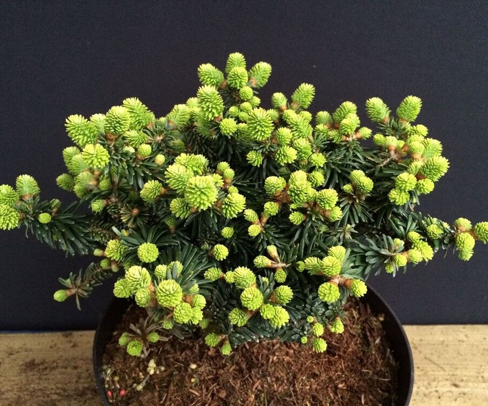 Пихта бальзамическая Пикколо