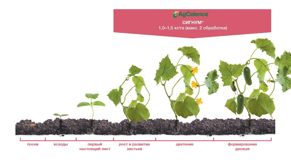 Фунгицид Сигнум, ВДГ ( 267+67 г/кг)