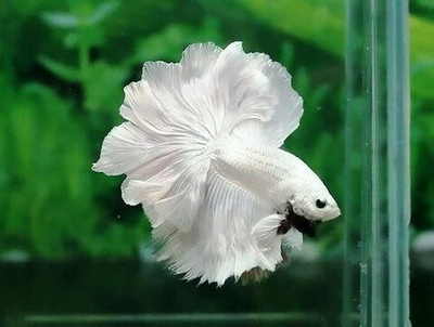 Петушок Халфмун