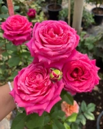 Роза Олл Фо лав ( Чайная )