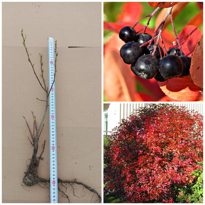 Арония, Черноплодная рябина Хугин