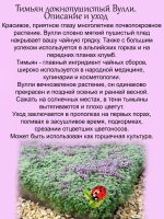 Тимьян Вулли чабрец многолетний