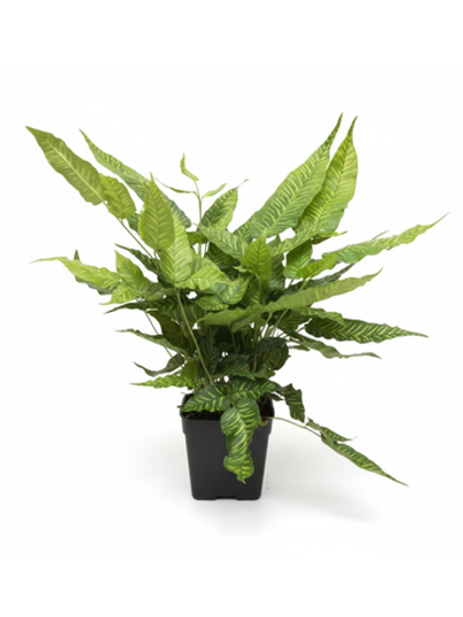 Папоротник Golden Zebra д.11