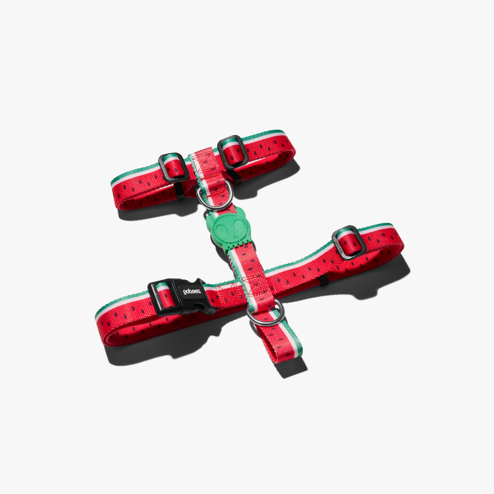 Шлейка LOLA Zee.Dog