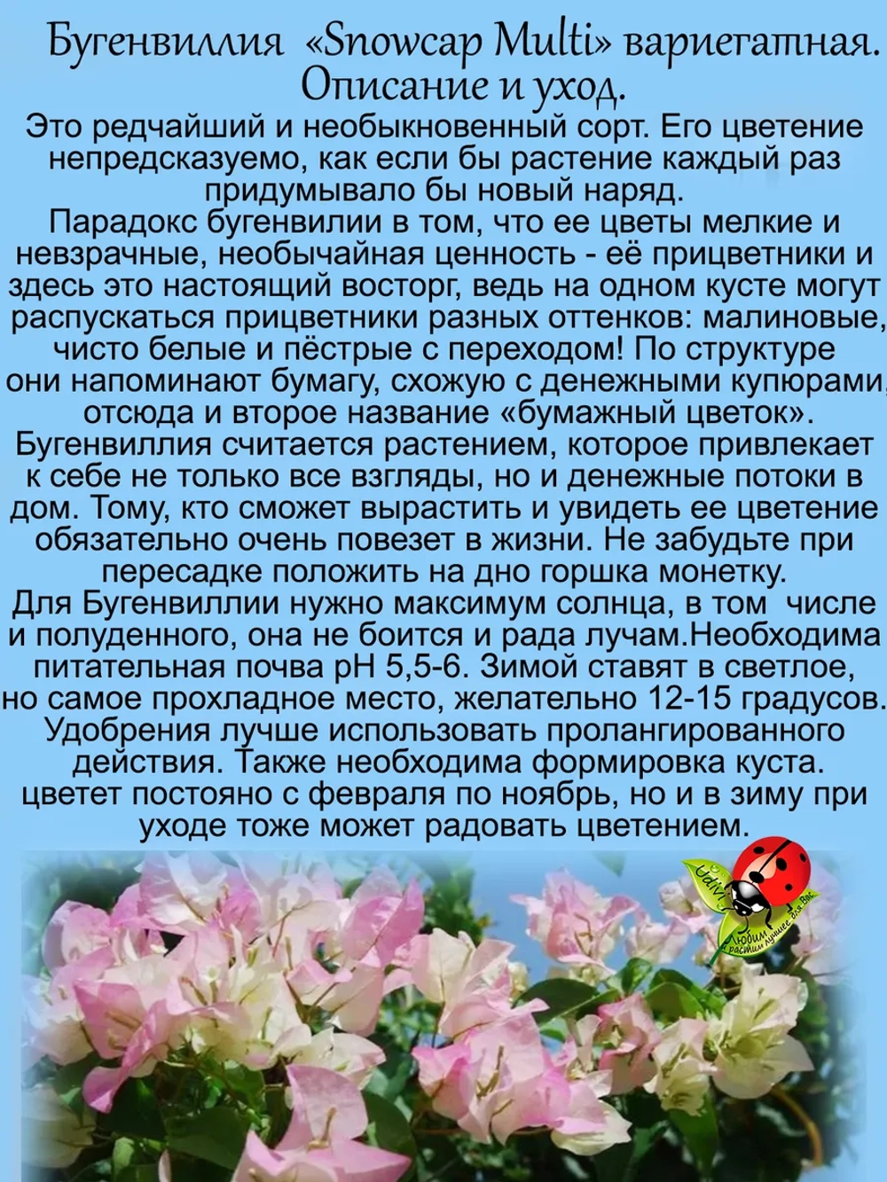 Бугенвилия Разноцветная снежная шапка денежный цветок