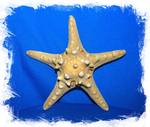 Звезда морская 15 - 17 см