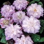 Клематис Anna’s Choice (Анна Чойс)  Стандарт поставки Р9