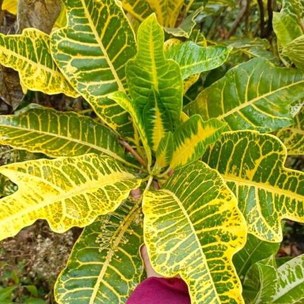 Кротон RORO WILIS