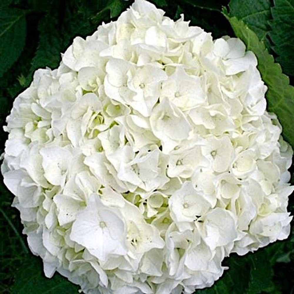 (05) Wudu (Вуду)