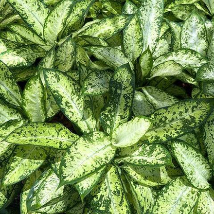 Диффенбахия KRATHUNG KITTISAK