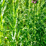 Лиатрис колосковый "Kobold". Liatris spicata "Kobold".