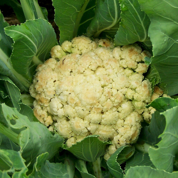Америго F1 семена капусты цветной (Syngenta / ALEXAGRO) продукт – фото 3