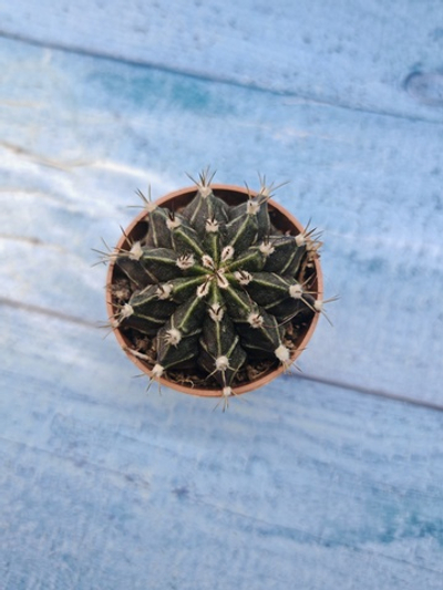 Gymnocalycium Friedrichii (Гимнокалициум)
