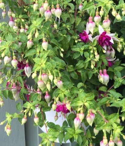 Фуксия Ratatouille