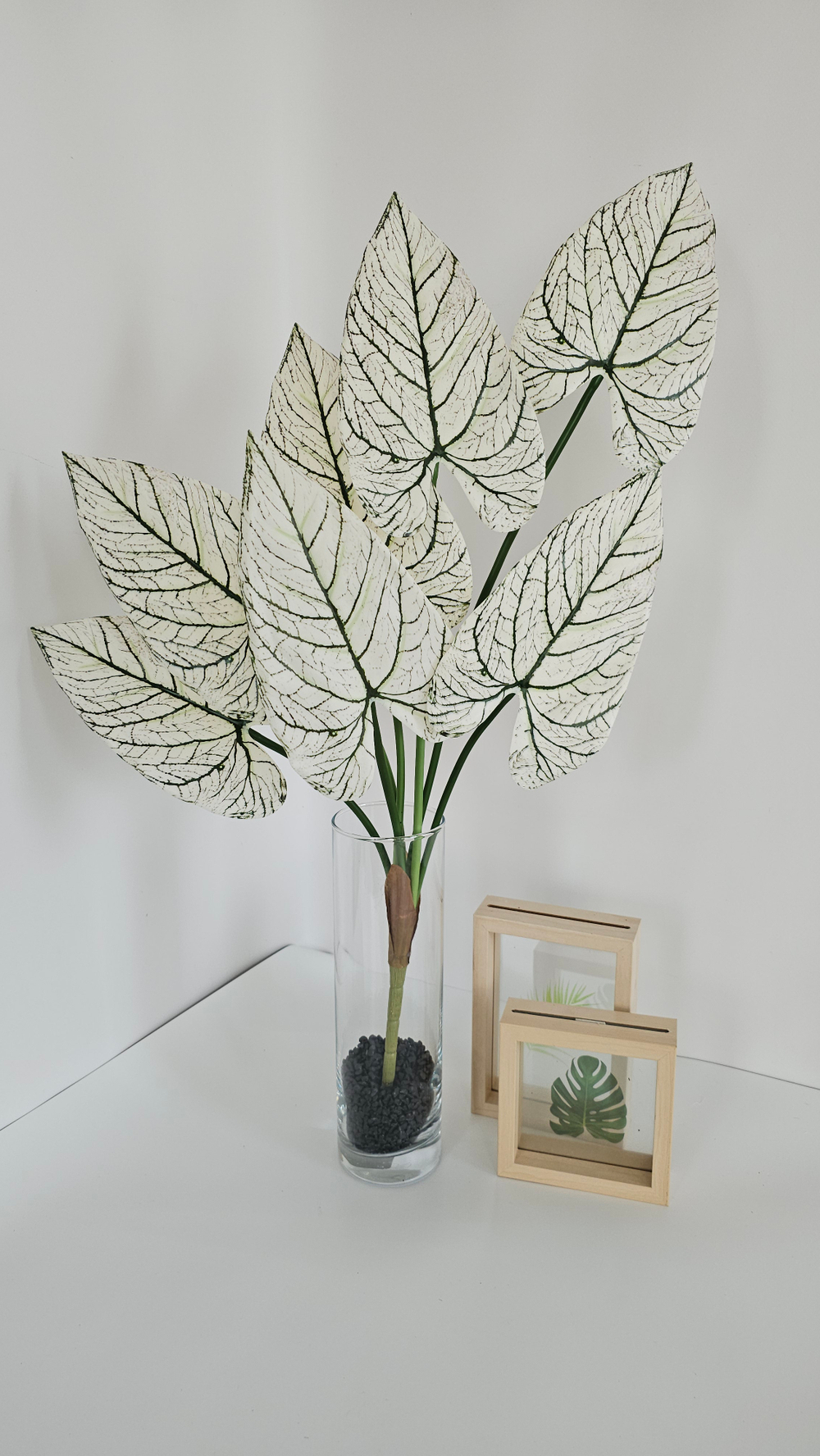 Каладиум / Арт 6381