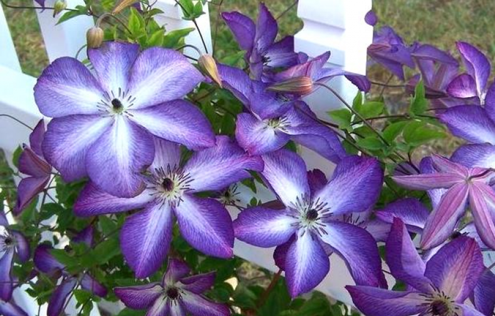 Клематис фиолетовый Найт Виэль Закупка М33 апрель 2026