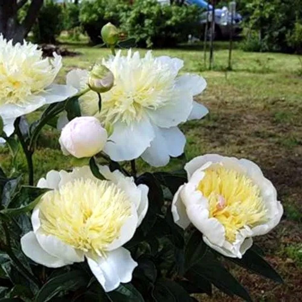 Пион Примавера 3-5 почек Закупка М81 октябрь 2026