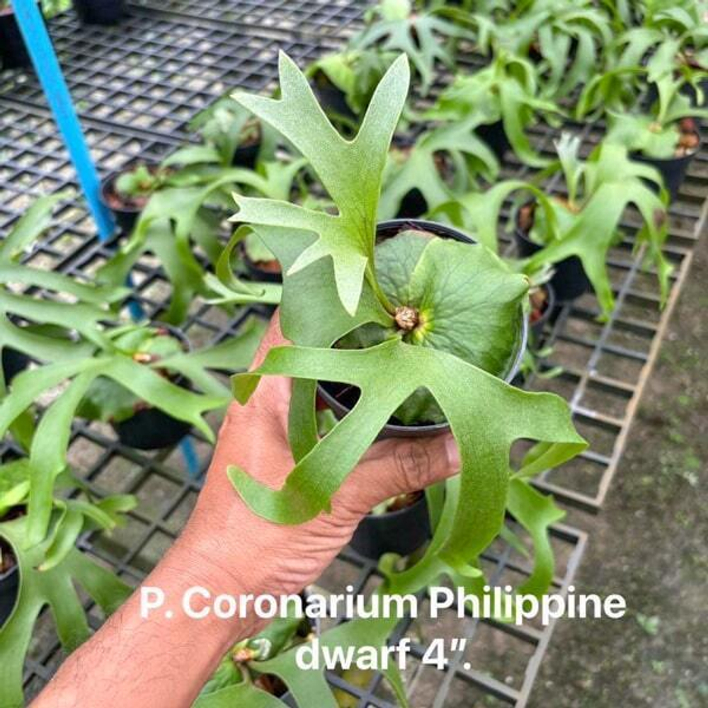 Платицериум P.CORONARIUM PHILIPPINE DWARF