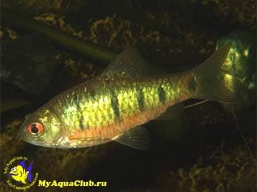 (750)  Барбус зеленый (Barbus semifasciolatus)