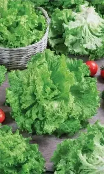 Семена Салат Урожайный 0,25 гр (УД) Е/П