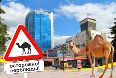 Магнит Челябинск Верблюд Кировка, закатной 80*53 мм №0094