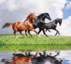 Коллекция Животные