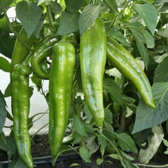 Кортик F1 семена перца острого (Гавриш)