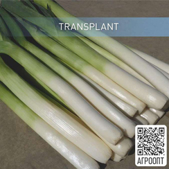 Волкер F1 семена лука порей (Bejo / Бейо)