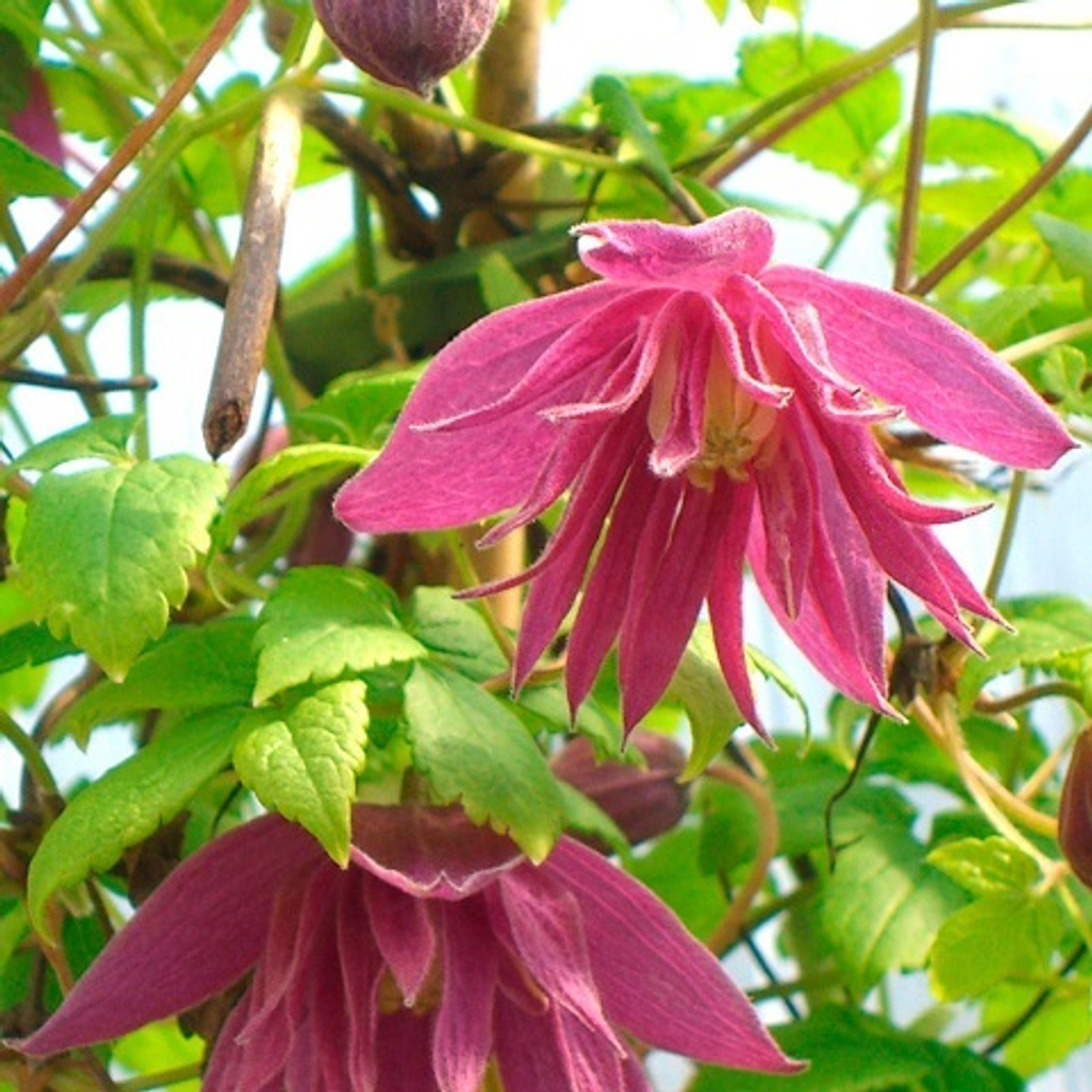 Клематис Атрагене Imke