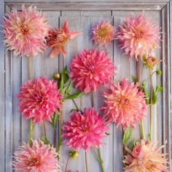 Георгин Penhill Watermelon (корень) Закупка М55 апрель 2026