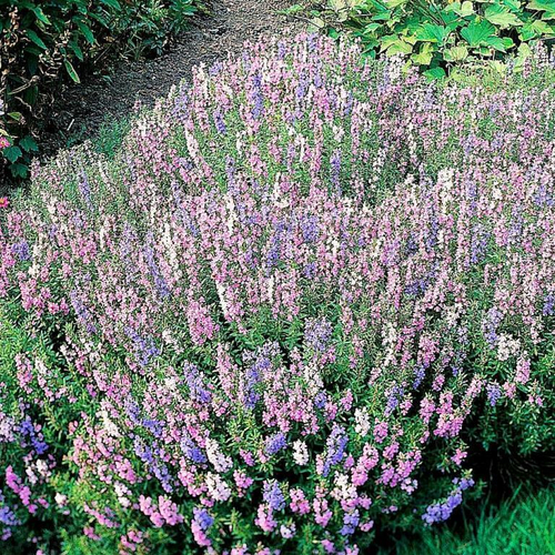 Иссоп Многолетний